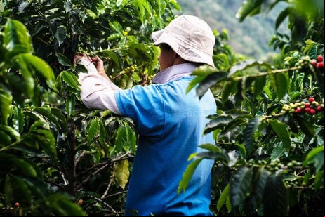Crise climática põe em risco mais de 12 milhões de cafeicultores no mundo