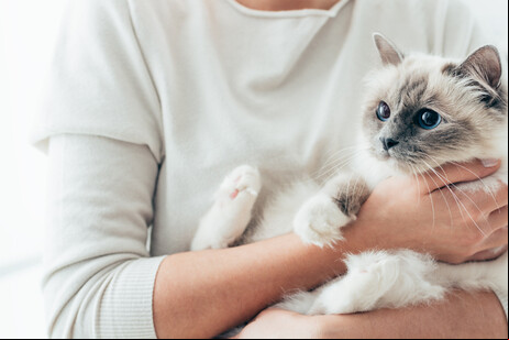 De acordo com o levantamento, a economia dos pets em território italiano sofreu uma mudança