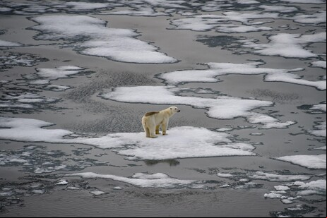 Habitat de urso polar segue em destruição com derretimento de geleiras