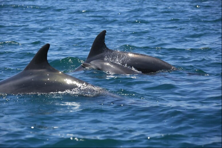 Filhote ficou com a cauda presa em uma boia no mar de Castellamare del Golfo - TODOS OS DIREITOS RESERVADOS