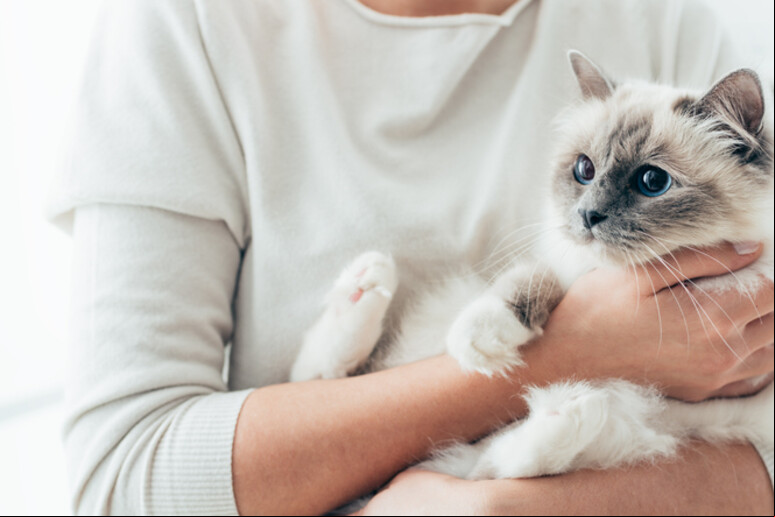 De acordo com o levantamento, a economia dos pets em território italiano sofreu uma mudança - TODOS OS DIREITOS RESERVADOS