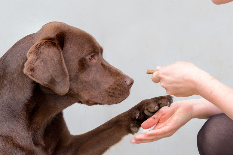 Animais ajudam no bem-estar físico e mental dos pacientes - TODOS OS DIREITOS RESERVADOS