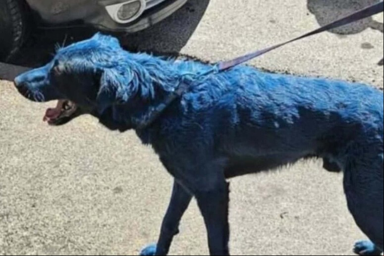 Maltratar animais na Itália também é crime - TODOS OS DIREITOS RESERVADOS